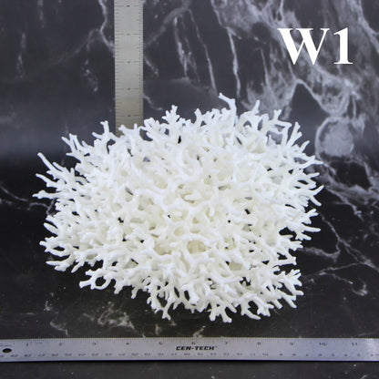 Birdsnest Coral 10-12"