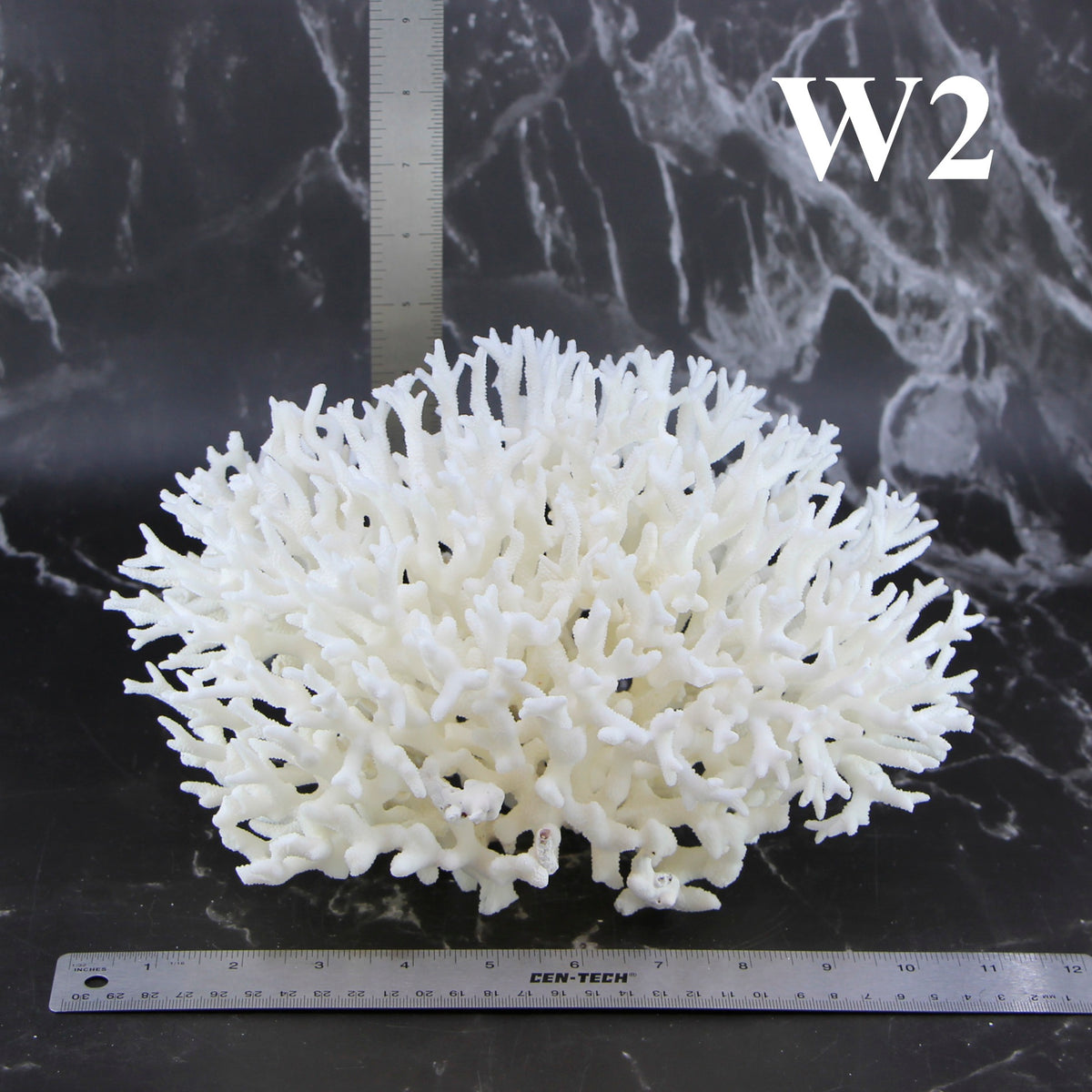 Birdsnest Coral 10-12"
