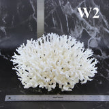 Birdsnest Coral 10-12"