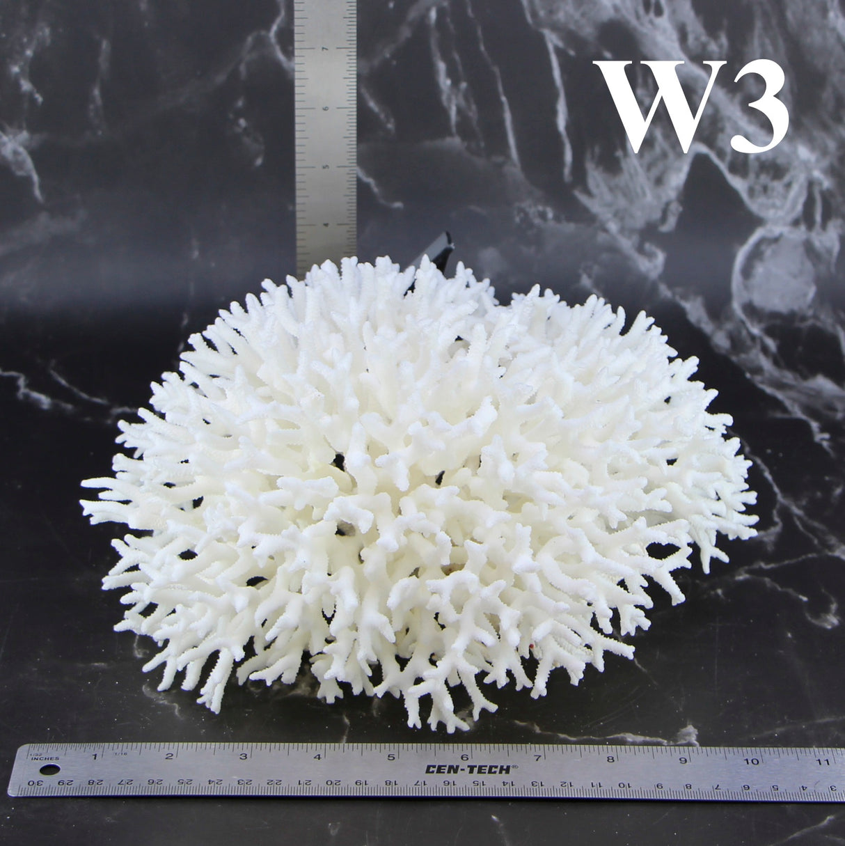 Birdsnest Coral 10-12"