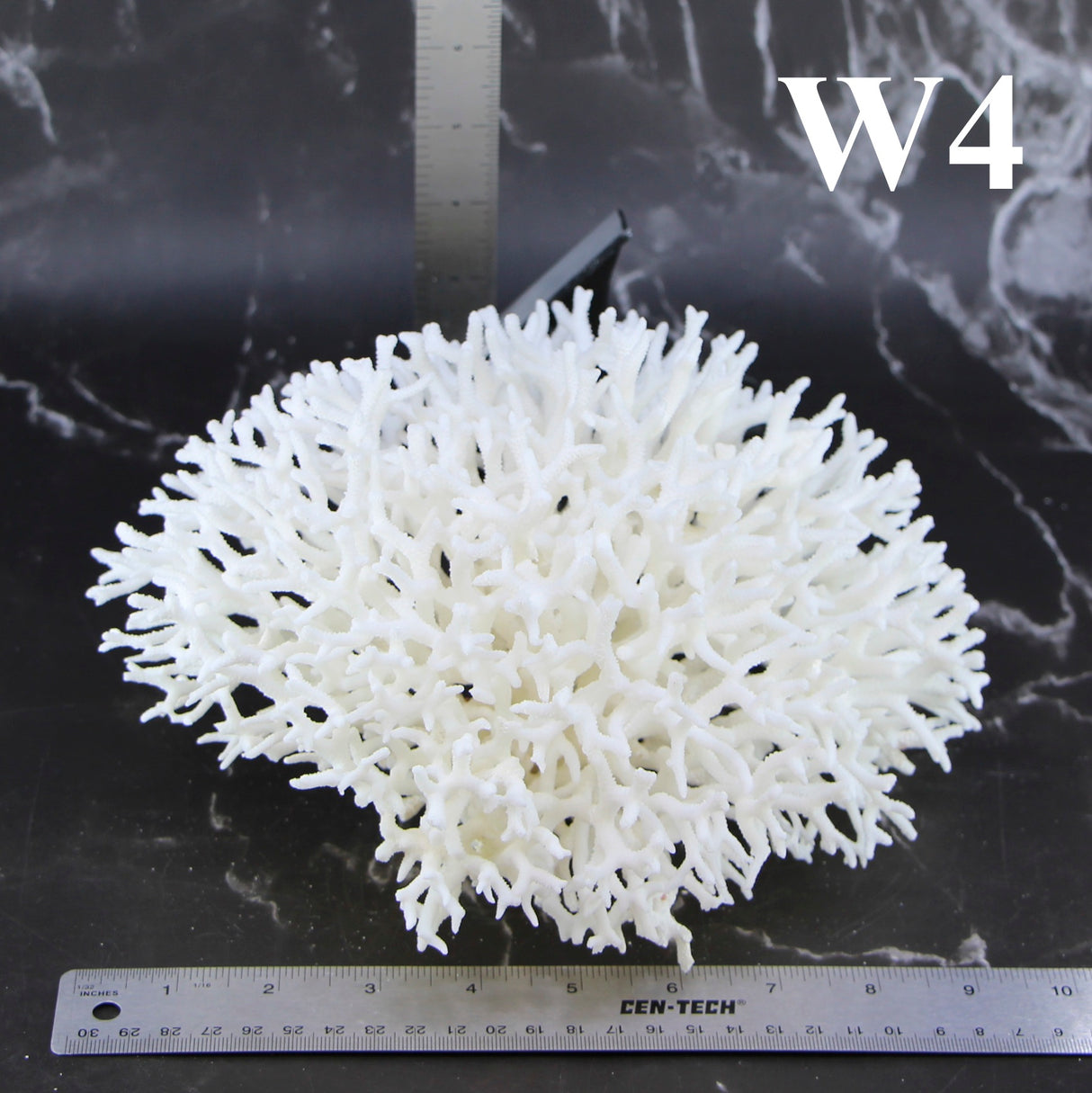 Birdsnest Coral 10-12"