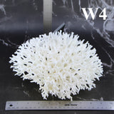 Birdsnest Coral 10-12"