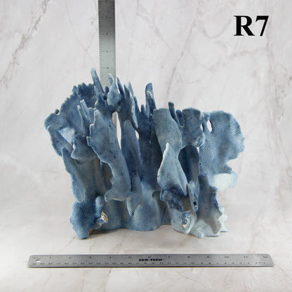 Blue Coral 10-12"