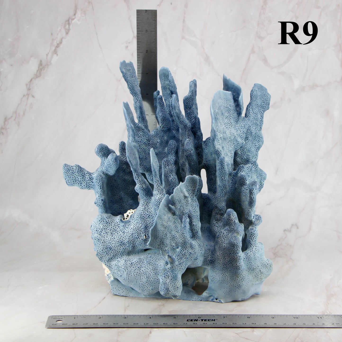 Blue Coral 10-12"