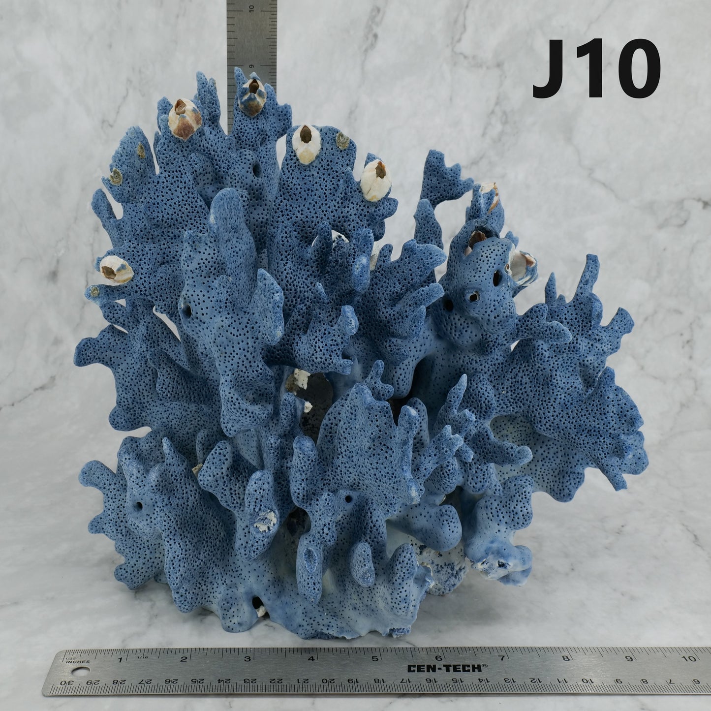 Blue Coral 10-12"