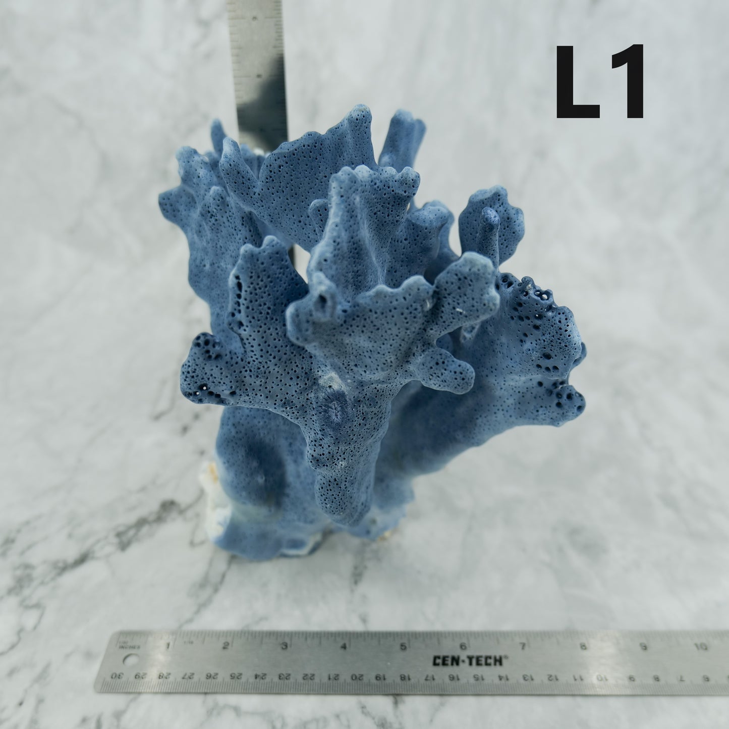 Blue Coral 10-12"