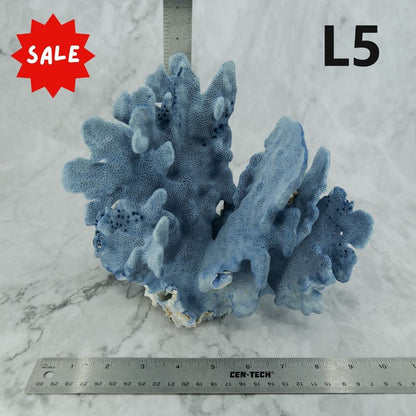 Blue Coral 10-12"