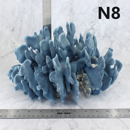 Blue Coral 10-12"