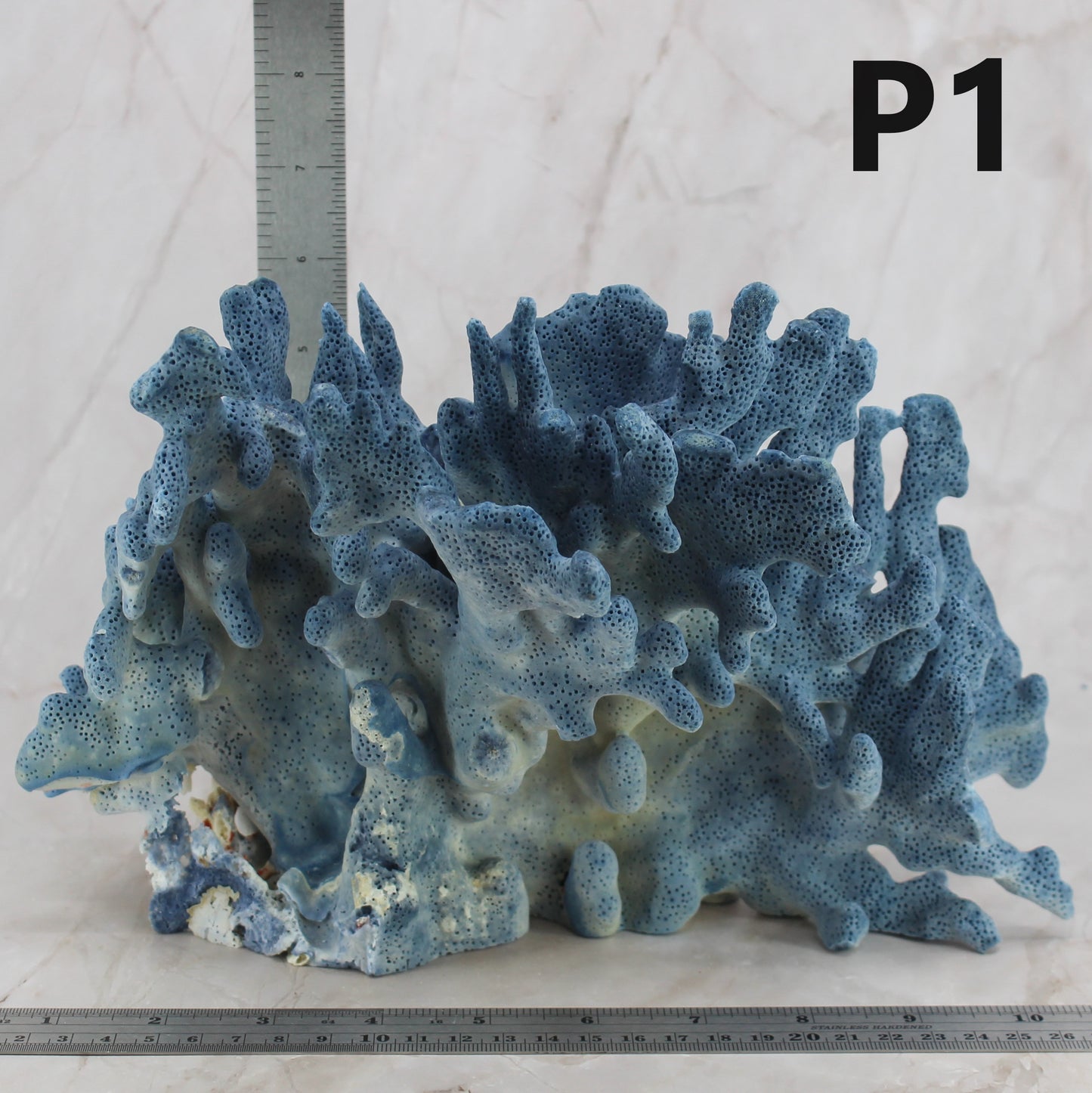 Blue Coral 10-12"