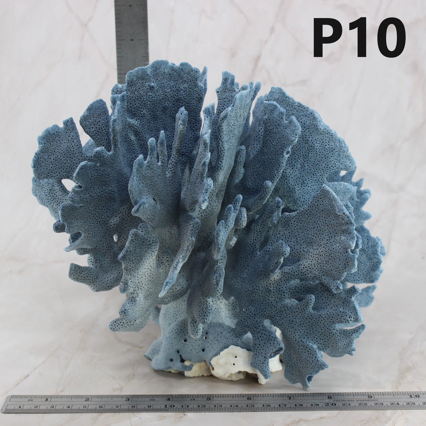 Blue Coral 10-12"