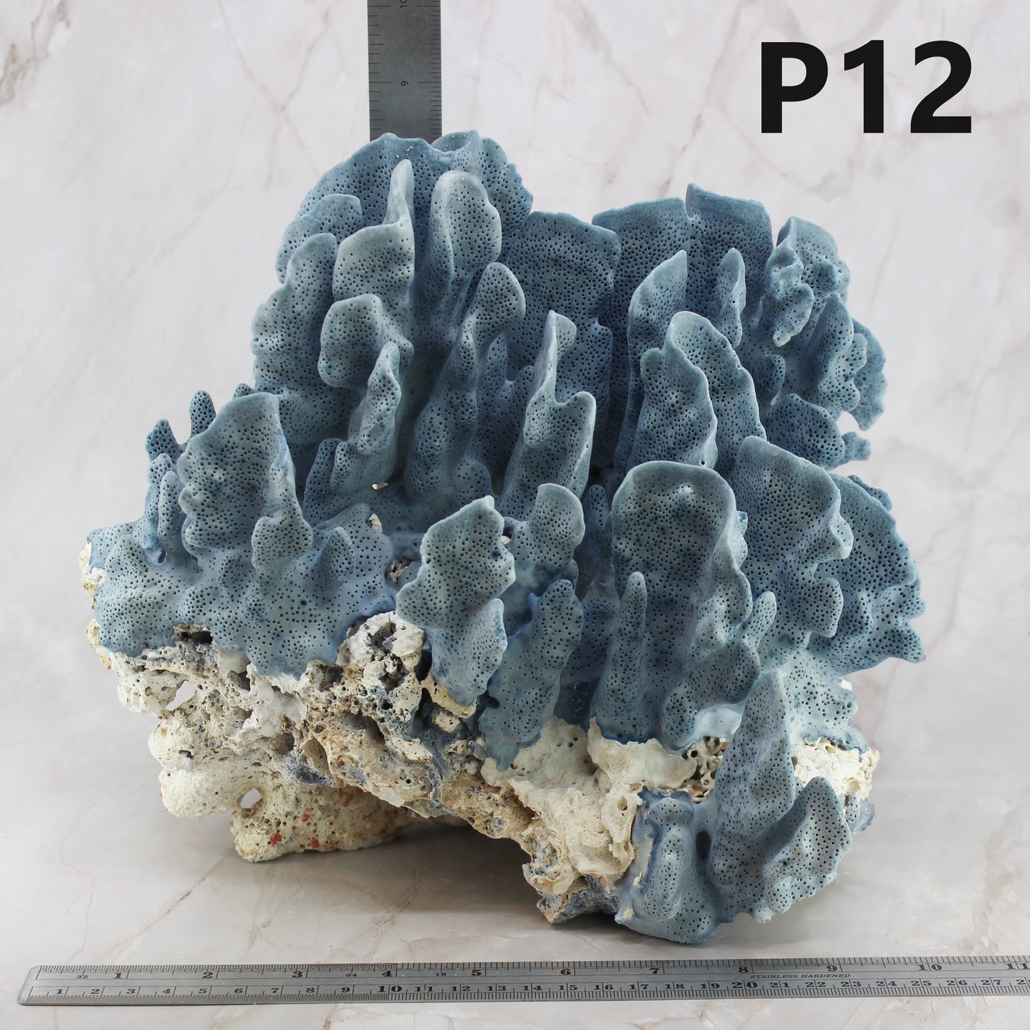 Blue Coral 10-12"