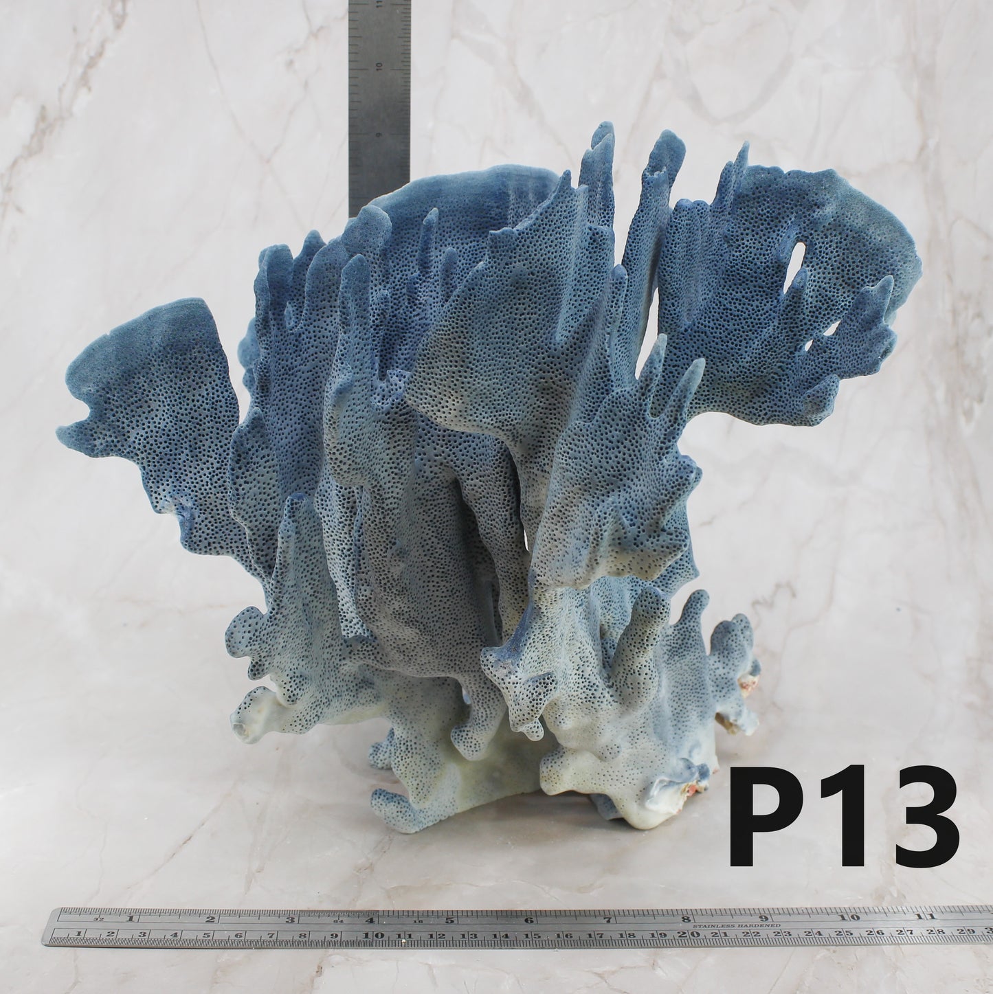 Blue Coral 10-12"