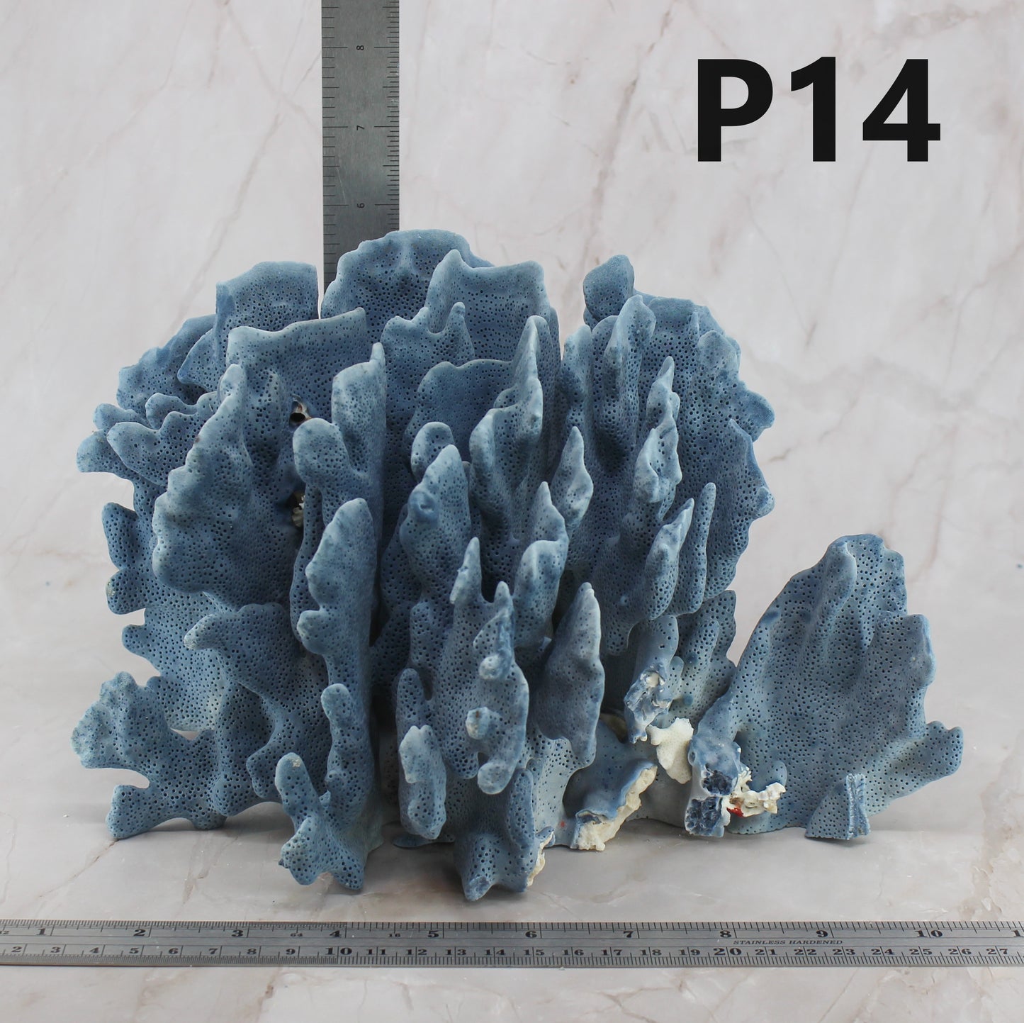 Blue Coral 10-12"