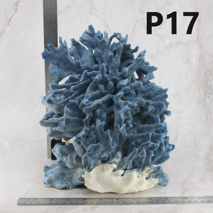 Blue Coral 10-12"