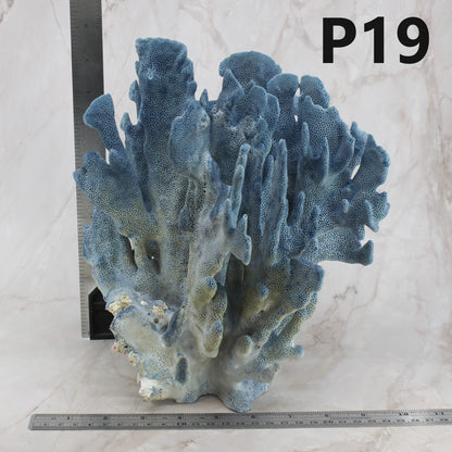 Blue Coral 10-12"