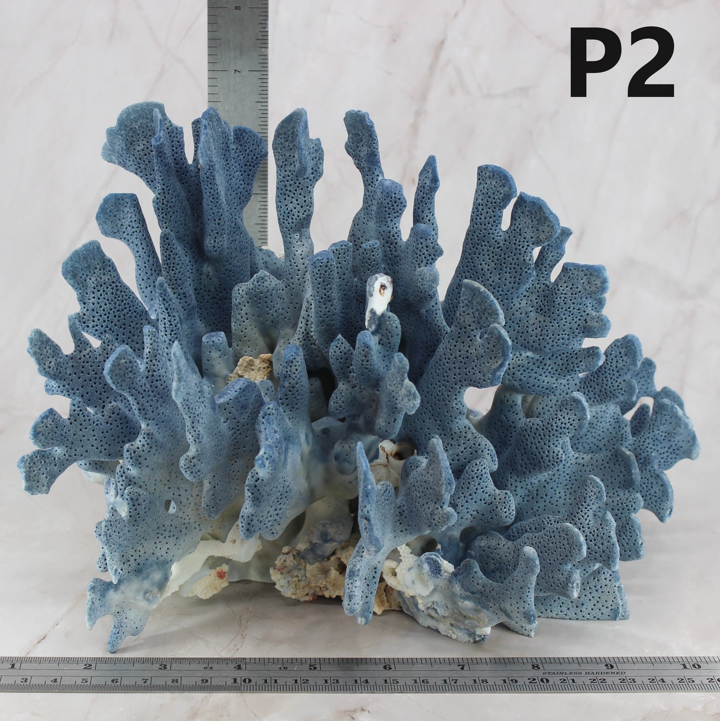 Blue Coral 10-12"