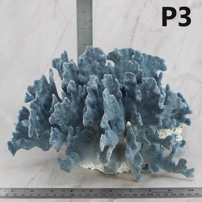 Blue Coral 10-12"