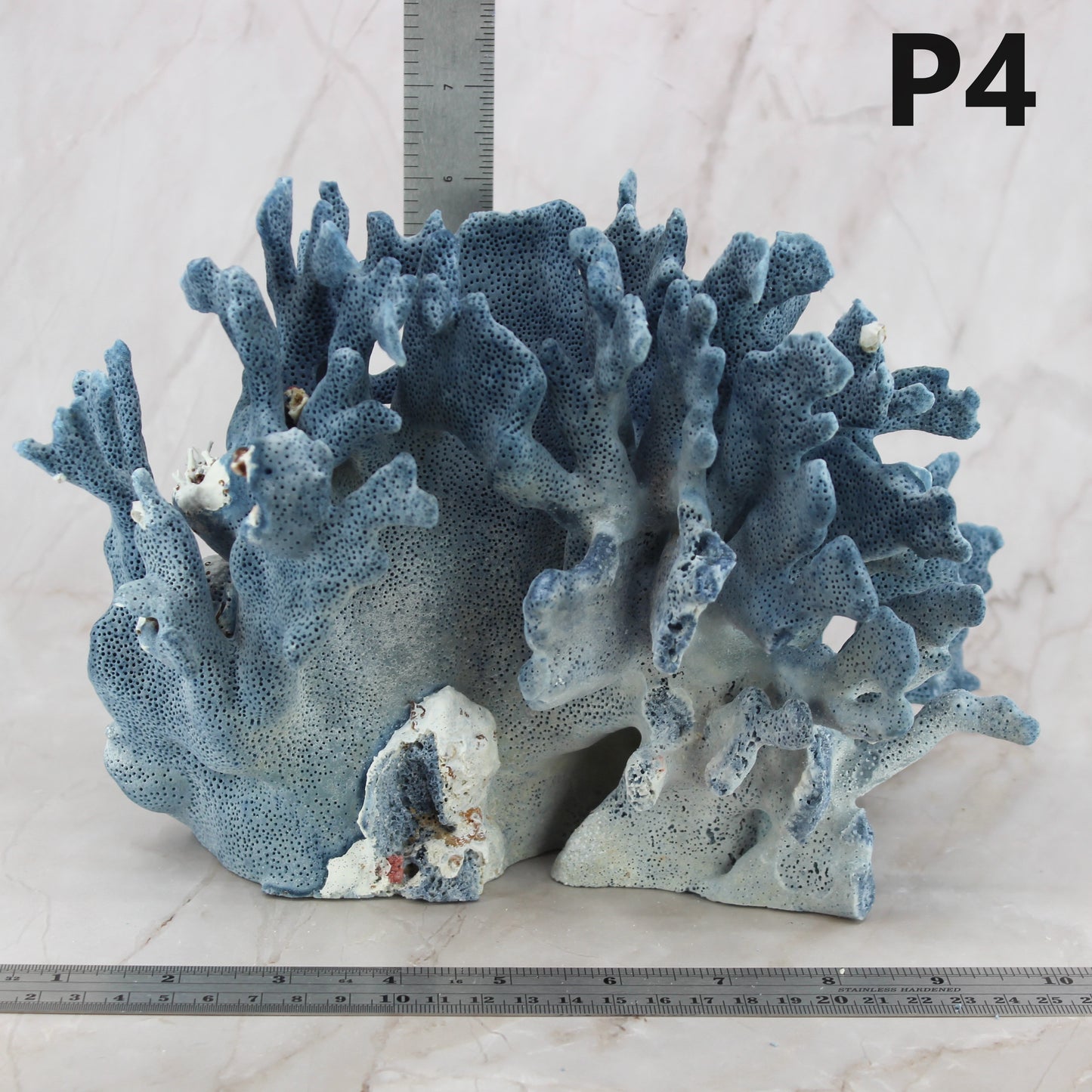 Blue Coral 10-12"