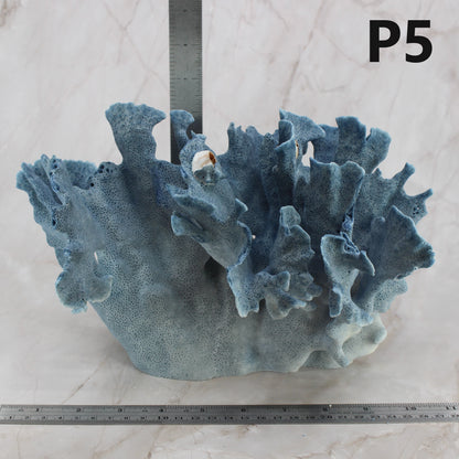 Blue Coral 10-12"