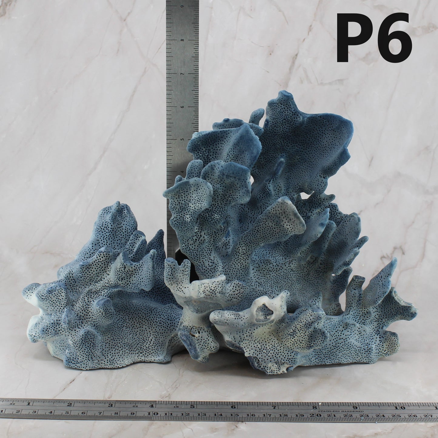 Blue Coral 10-12"