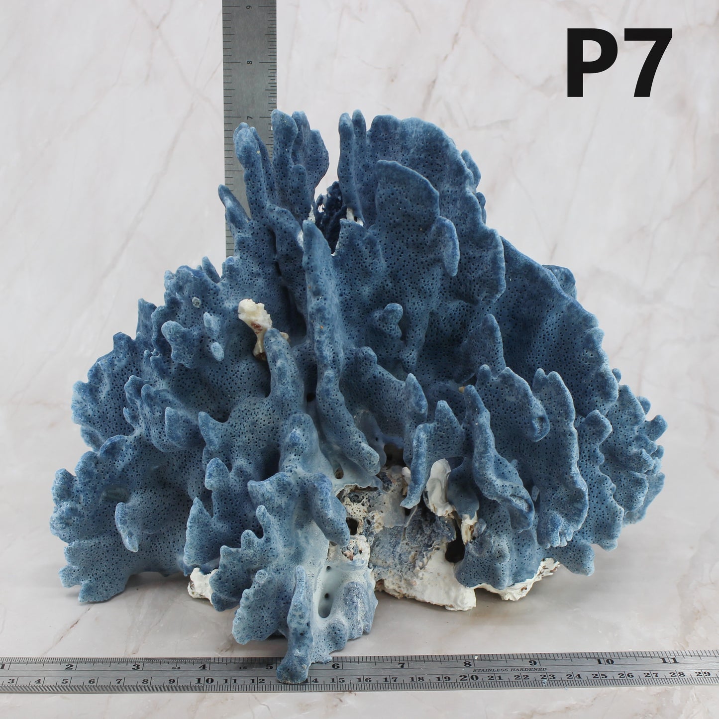 Blue Coral 10-12"