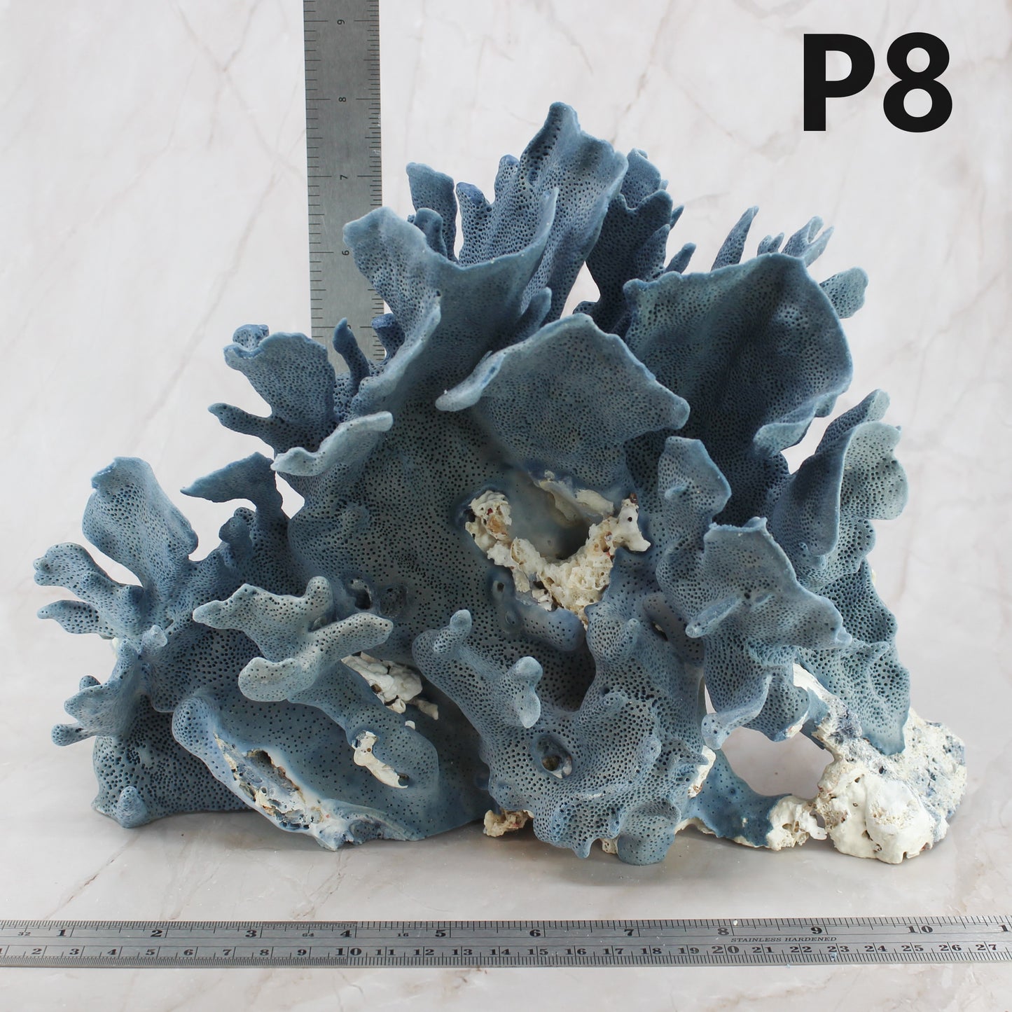 Blue Coral 10-12"