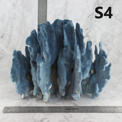 Blue Coral 10-12"