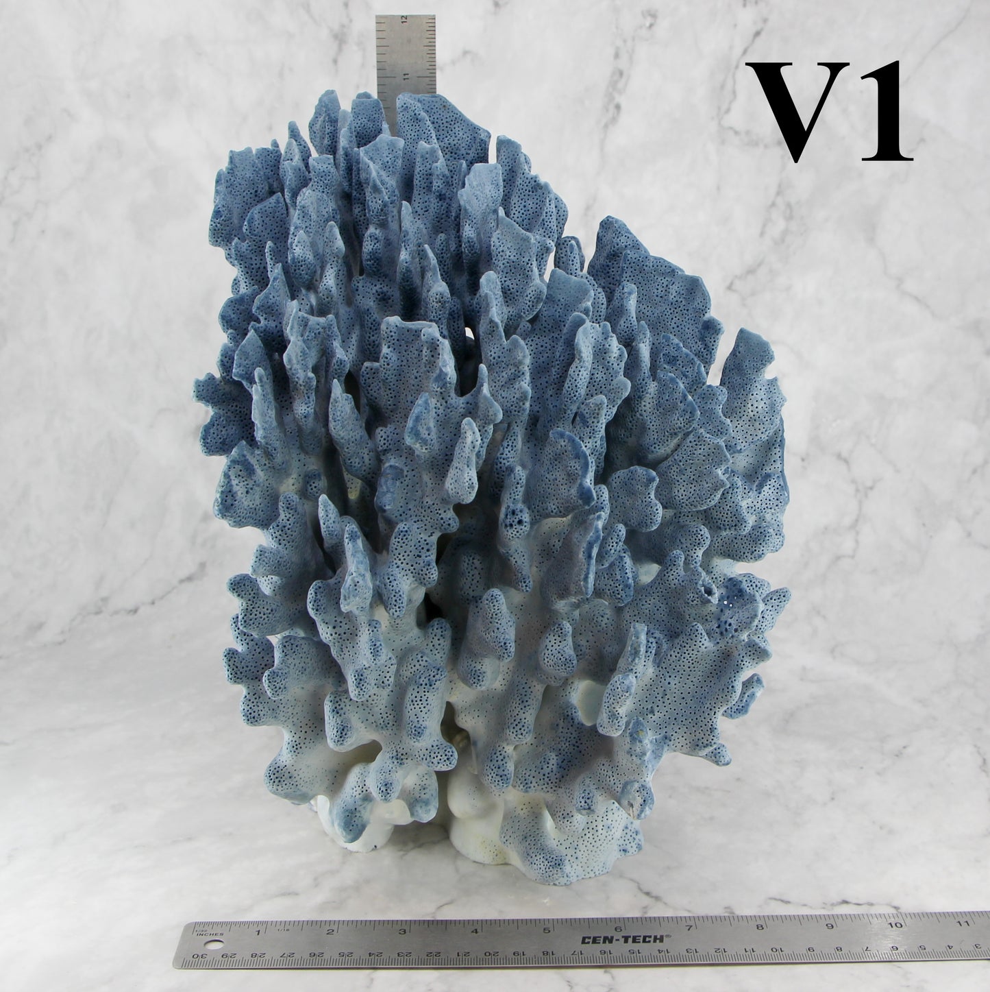 Blue Coral 10-12"