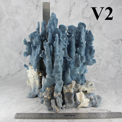 Blue Coral 10-12"