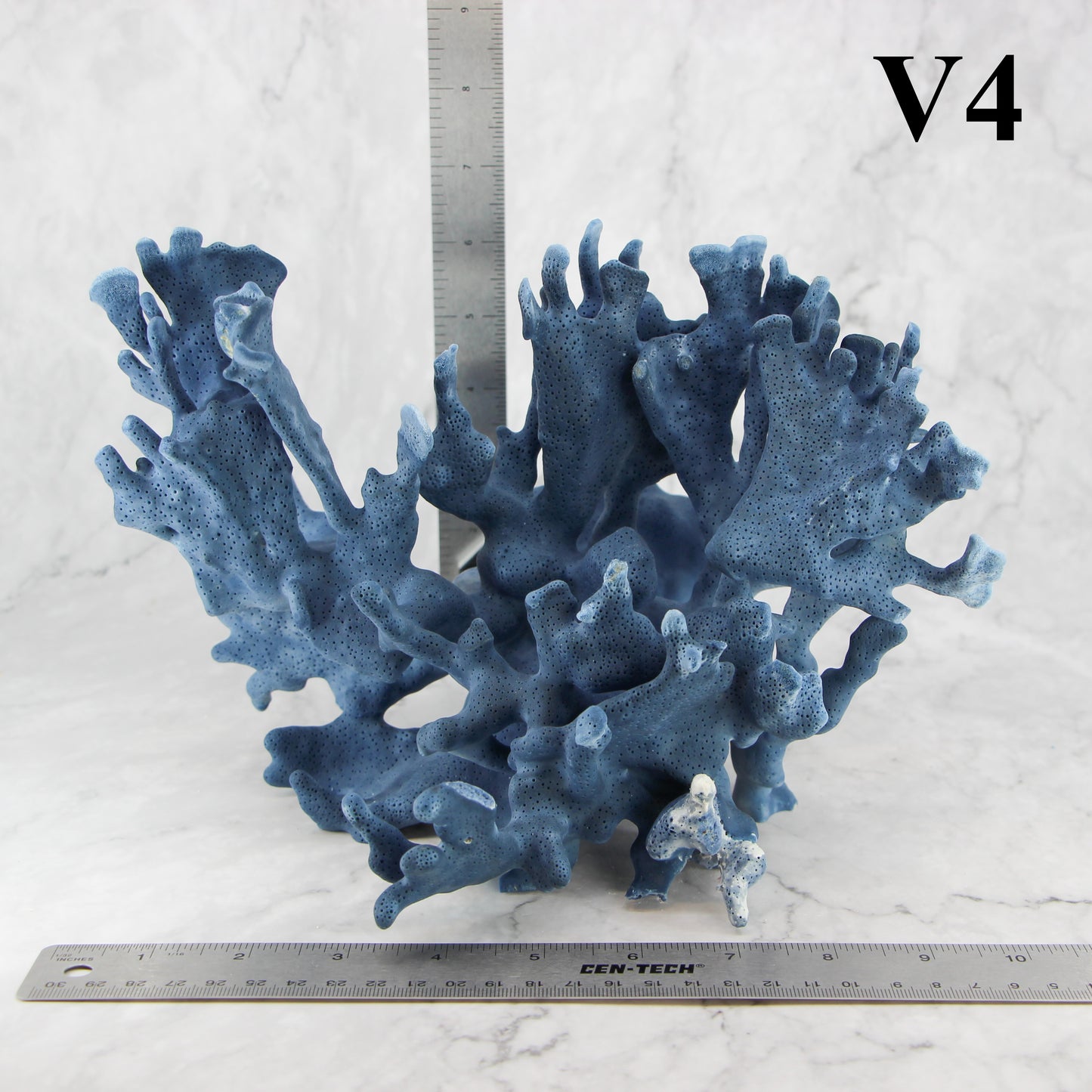 Blue Coral 10-12"