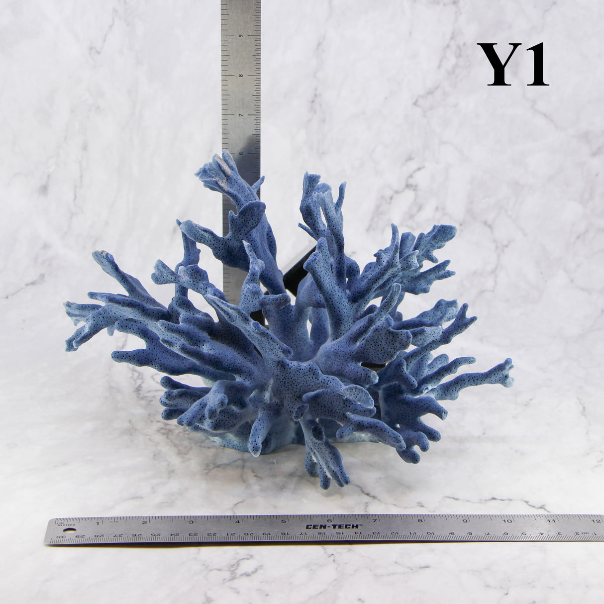 Blue Coral 10-12"