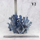 Blue Coral 10-12"