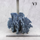 Blue Coral 10-12"