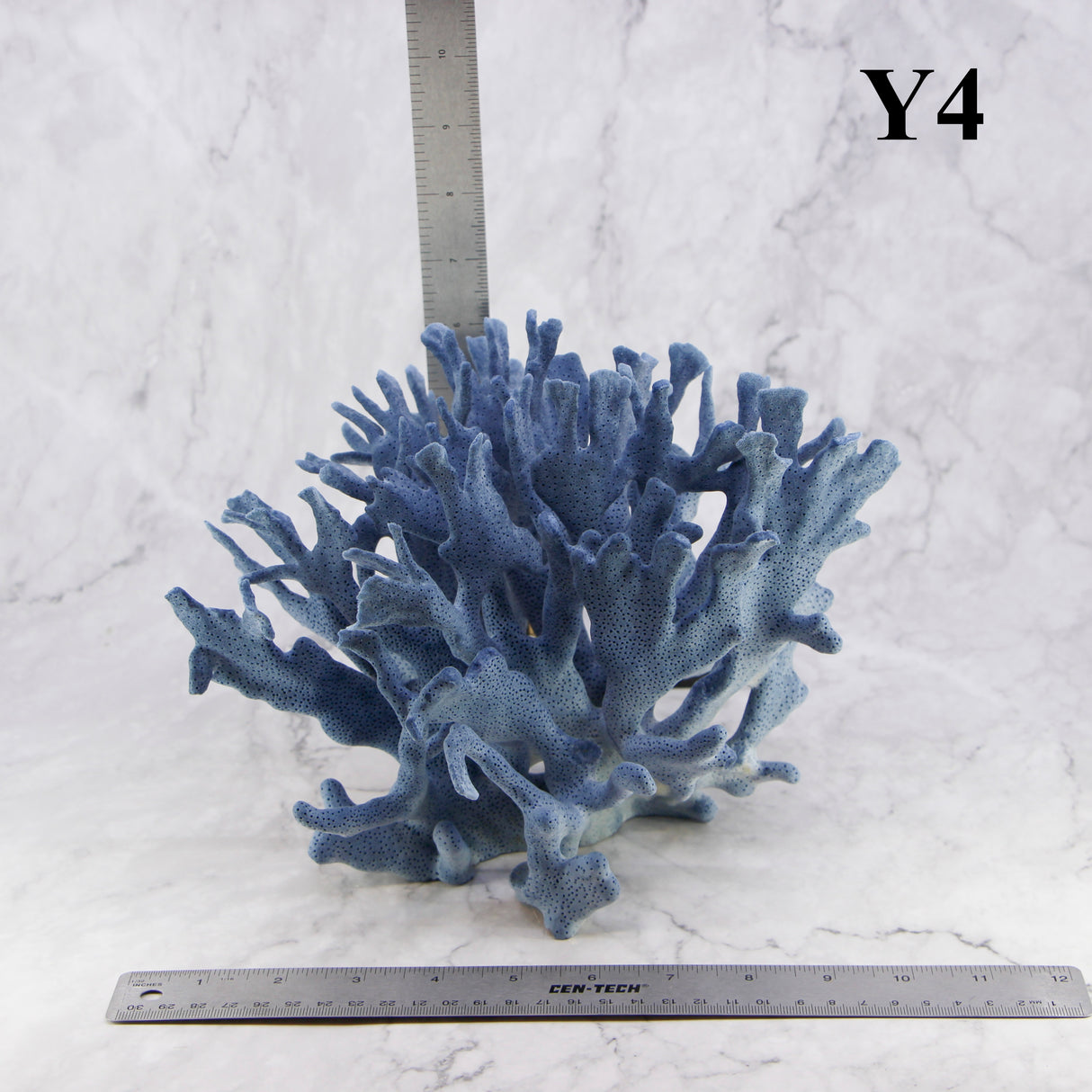 Blue Coral 10-12"