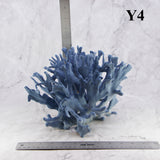Blue Coral 10-12"