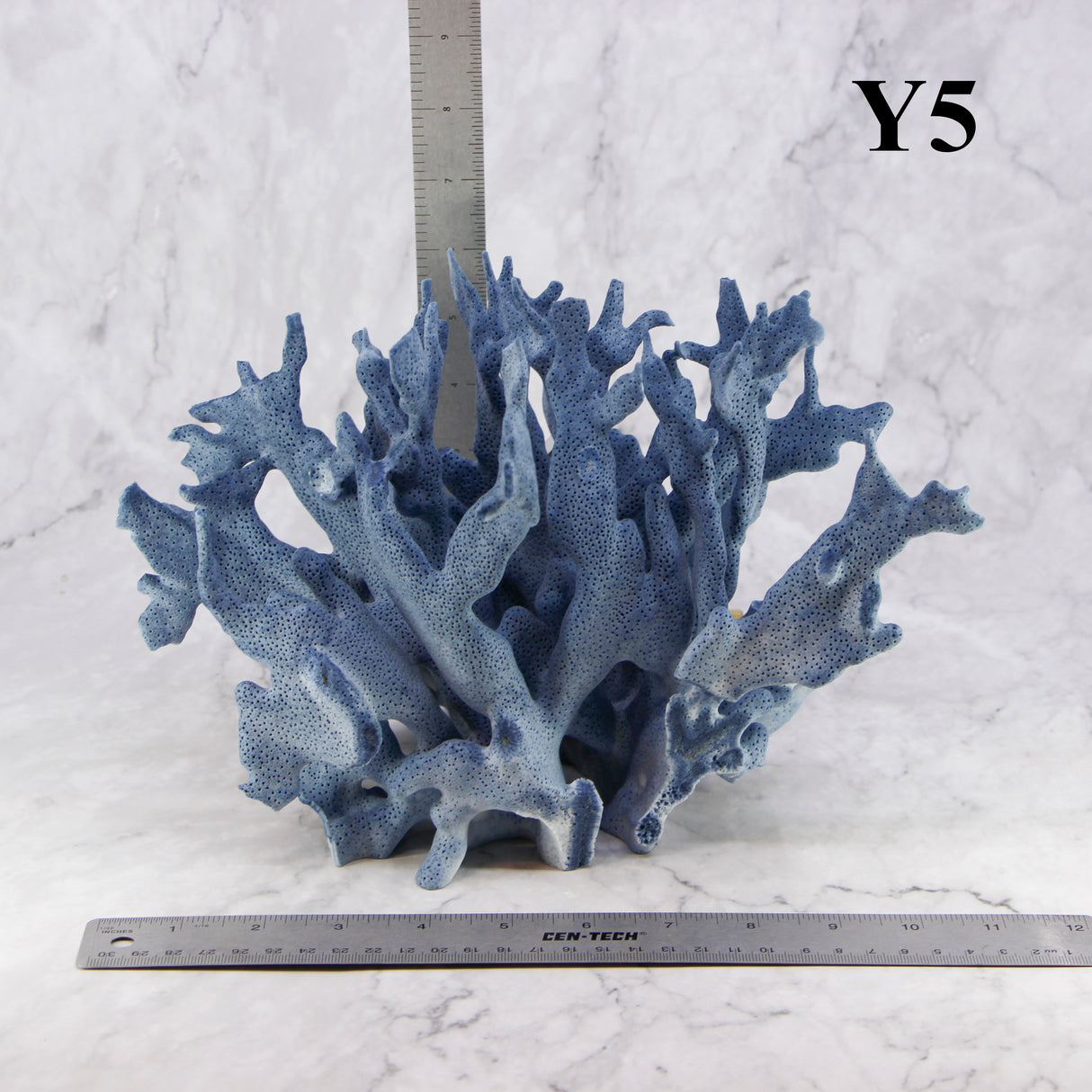 Blue Coral 10-12"