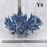 Blue Coral 10-12"
