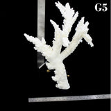 Branch Coral 10-12"