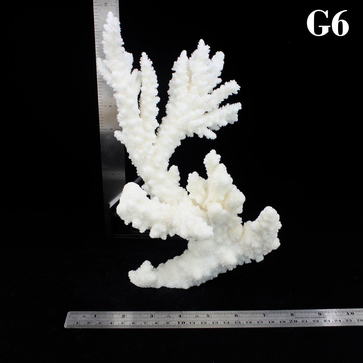Branch Coral 10-12"