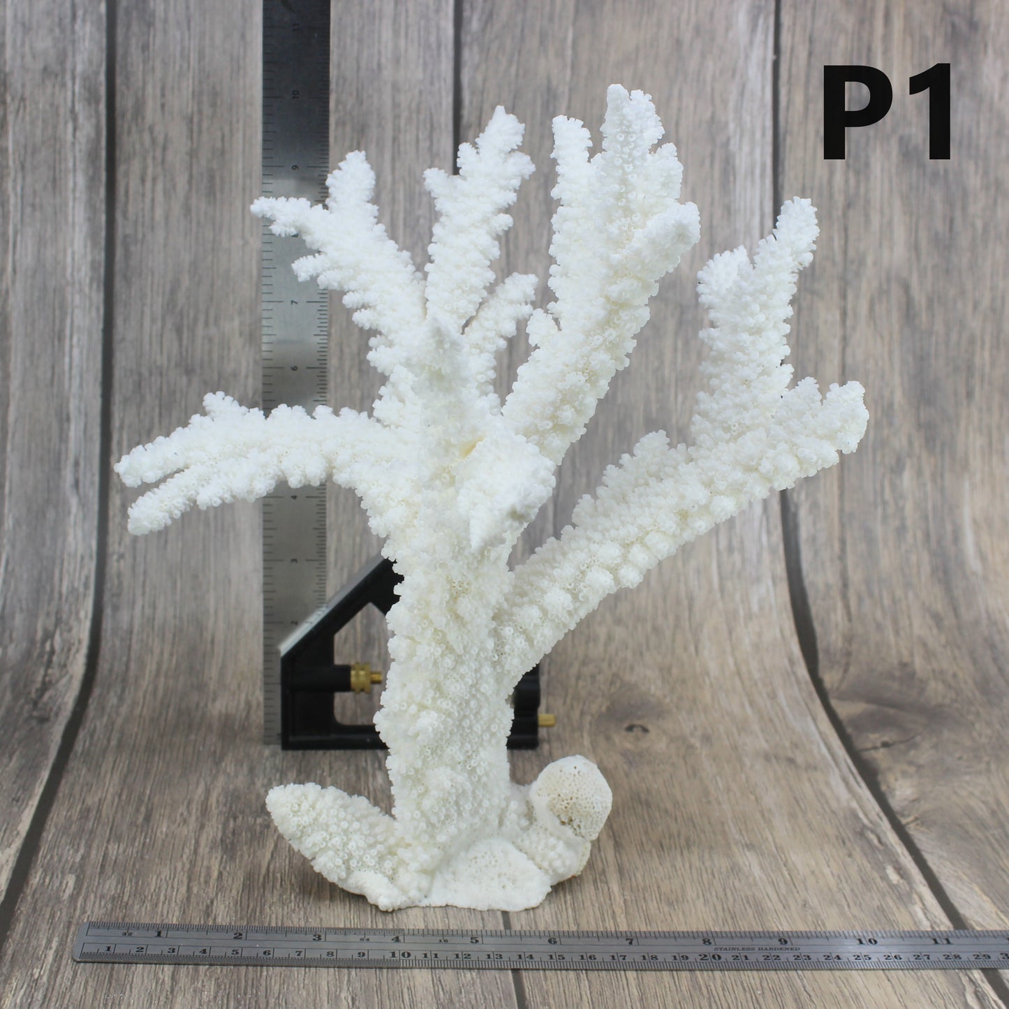 Branch Coral 10-12"