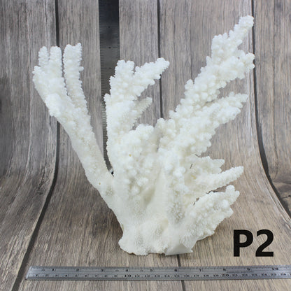 Branch Coral 10-12"