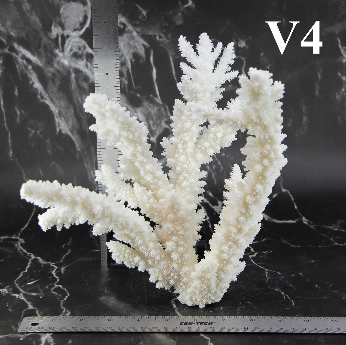 Branch Coral 10-12"