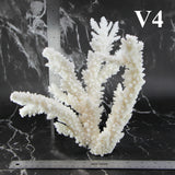 Branch Coral 10-12"