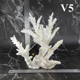Branch Coral 10-12"