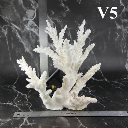 Branch Coral 10-12"