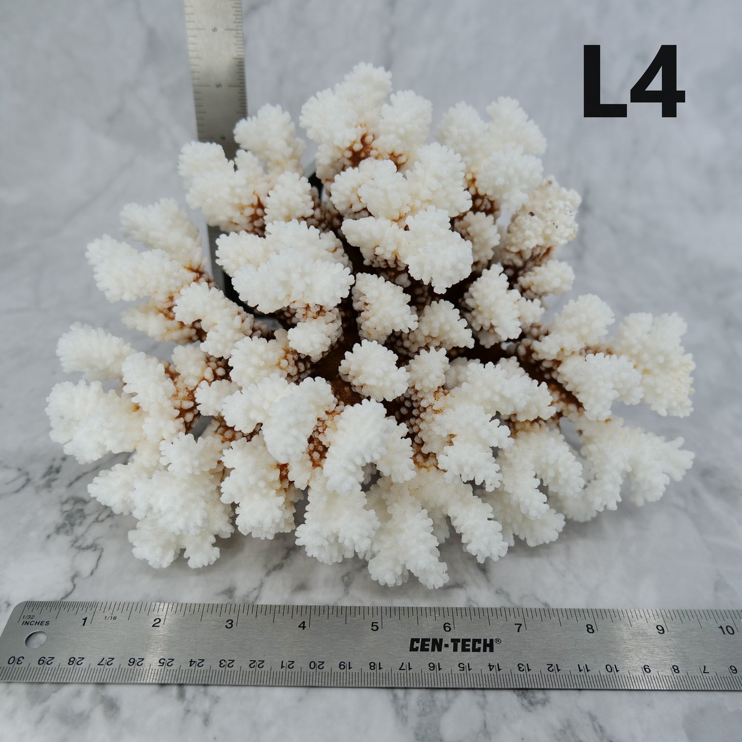 Brownstem Coral 10-12"