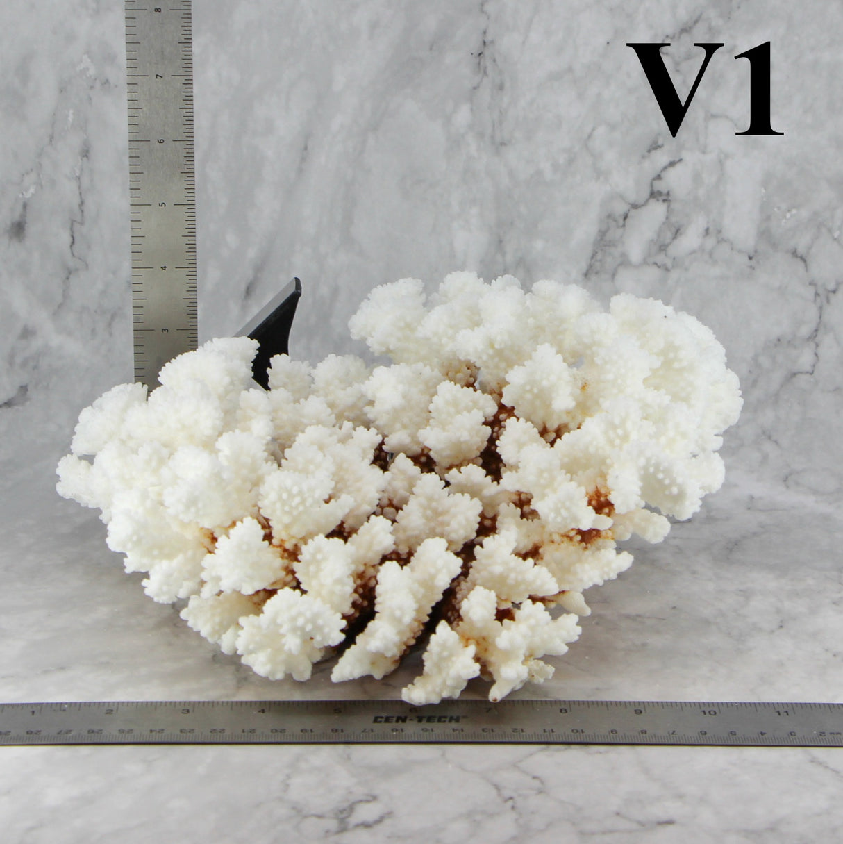Brownstem Coral 10-12"
