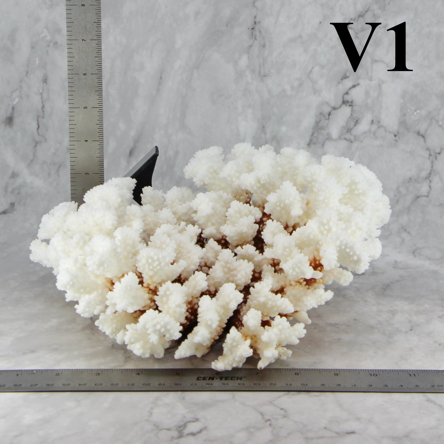 Brownstem Coral 10-12"