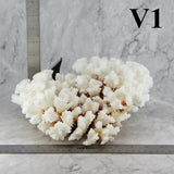 Brownstem Coral 10-12"