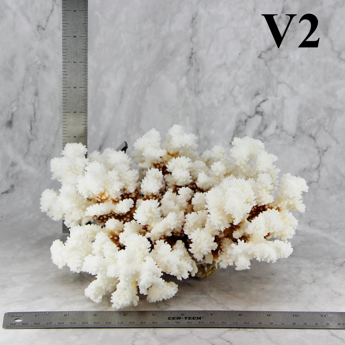 Brownstem Coral 10-12"